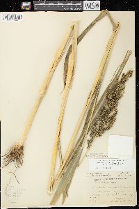 Echinochloa muricata var. microstachya image