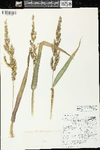 Echinochloa muricata var. microstachya image