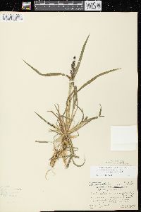 Echinochloa muricata var. microstachya image