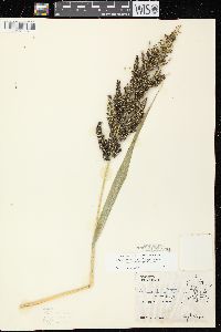 Echinochloa muricata var. microstachya image