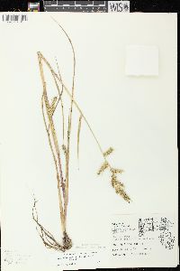 Echinochloa muricata var. muricata image