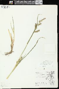 Echinochloa muricata var. muricata image