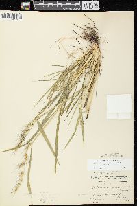 Echinochloa muricata var. muricata image