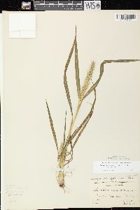 Echinochloa muricata var. muricata image