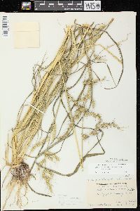 Echinochloa muricata var. muricata image