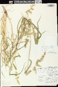 Echinochloa muricata var. muricata image