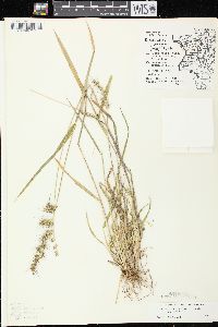 Echinochloa muricata var. muricata image