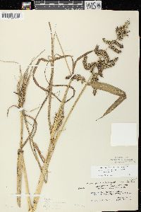 Echinochloa muricata var. muricata image