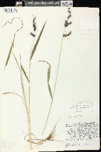 Echinochloa muricata var. muricata image