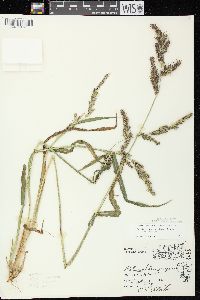 Echinochloa muricata var. muricata image