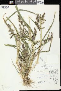 Echinochloa muricata var. muricata image