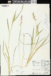 Echinochloa muricata var. muricata image