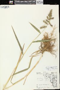 Echinochloa muricata var. muricata image