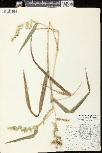 Echinochloa muricata var. muricata image