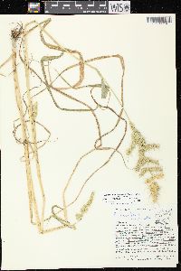 Echinochloa muricata var. muricata image