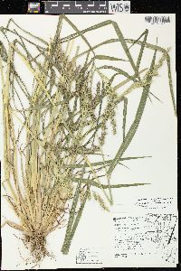 Echinochloa muricata var. muricata image