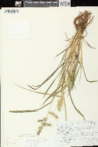 Echinochloa muricata var. muricata image