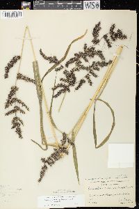 Echinochloa muricata var. muricata image