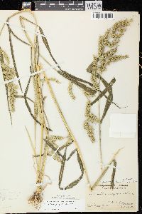 Echinochloa muricata var. muricata image