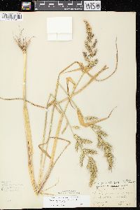 Echinochloa muricata var. muricata image