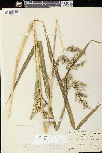 Echinochloa muricata var. muricata image