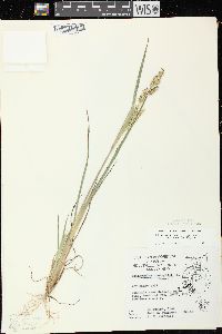 Echinochloa muricata var. microstachya image