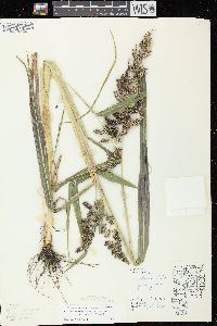 Echinochloa muricata var. microstachya image