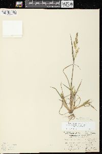 Echinochloa muricata var. microstachya image