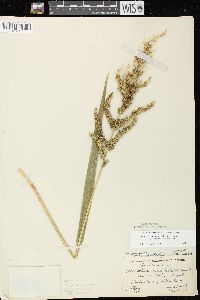 Echinochloa muricata var. microstachya image