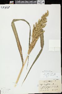 Echinochloa muricata var. microstachya image