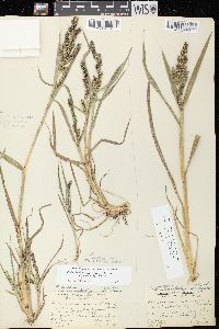 Echinochloa muricata var. microstachya image