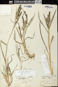 Echinochloa muricata var. microstachya image