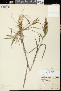 Echinochloa muricata var. microstachya image