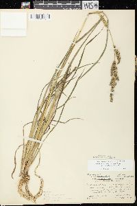 Echinochloa muricata var. microstachya image