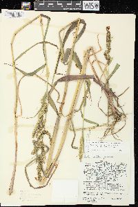 Echinochloa muricata var. microstachya image