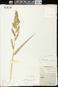 Echinochloa muricata var. microstachya image