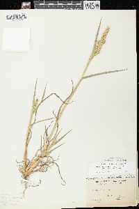 Echinochloa muricata var. microstachya image