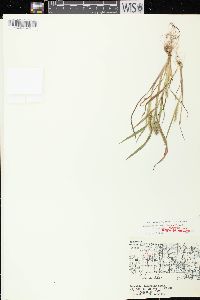 Echinochloa muricata var. muricata image