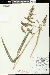 Echinochloa muricata var. muricata image