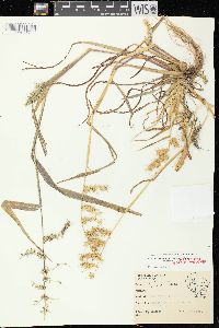 Echinochloa muricata var. muricata image