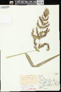 Echinochloa muricata var. muricata image