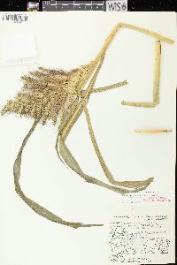 Echinochloa muricata var. muricata image