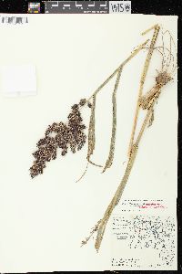 Echinochloa muricata var. muricata image