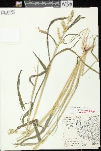 Echinochloa muricata var. muricata image