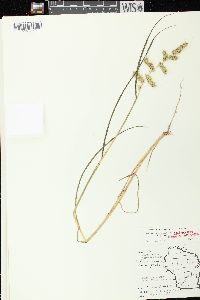 Echinochloa muricata var. muricata image