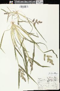 Echinochloa muricata var. muricata image