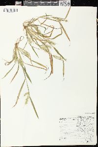 Echinochloa muricata var. muricata image