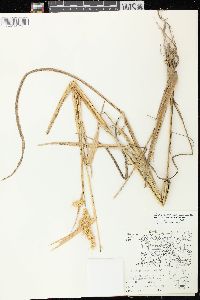 Echinochloa muricata var. muricata image