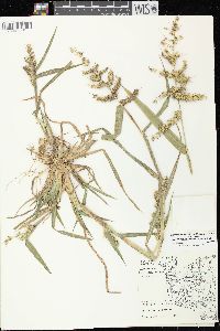 Echinochloa muricata var. muricata image