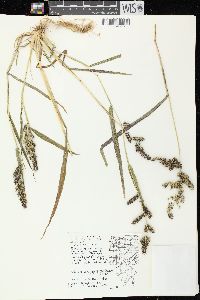 Echinochloa muricata var. muricata image